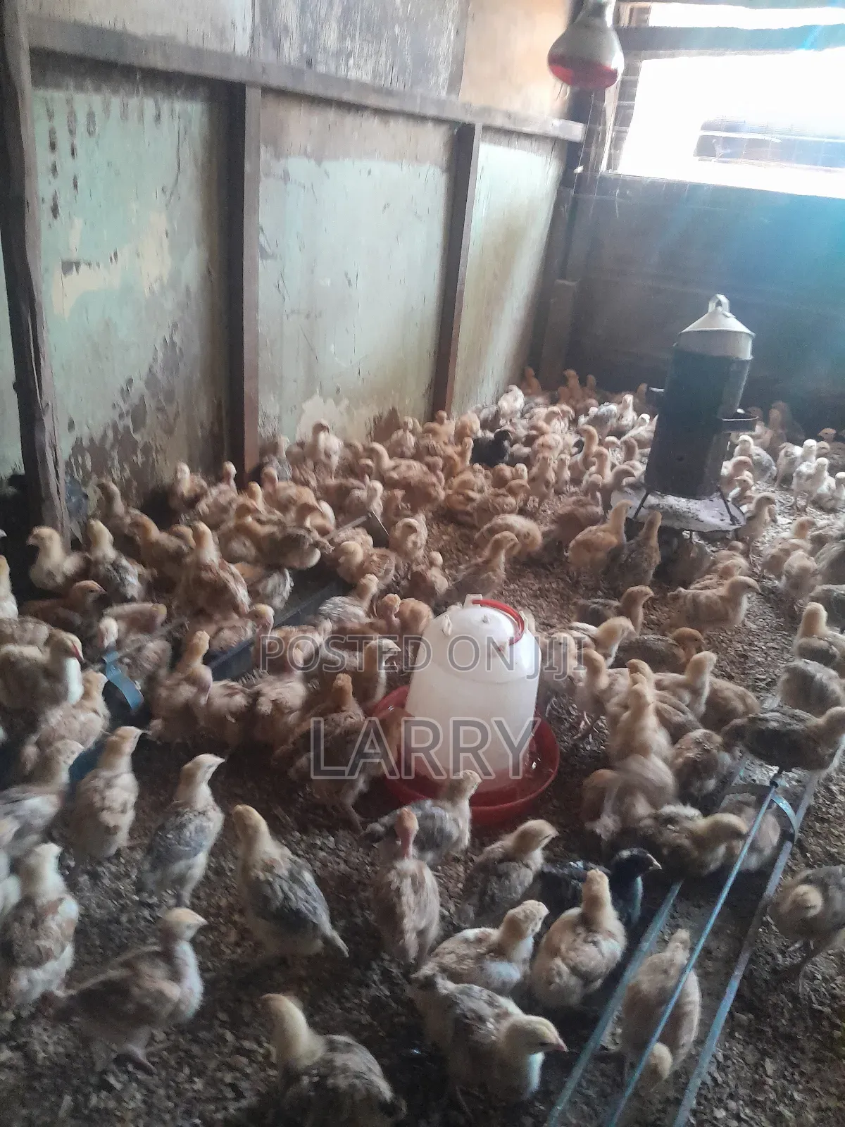 F1kenbro Chicken