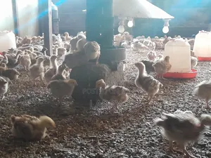 F1kenbro Chicken