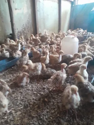 F1kenbro Chicken