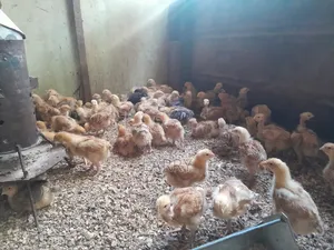 F1kenbro Chicken
