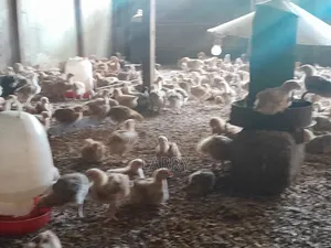 F1kenbro Chicken