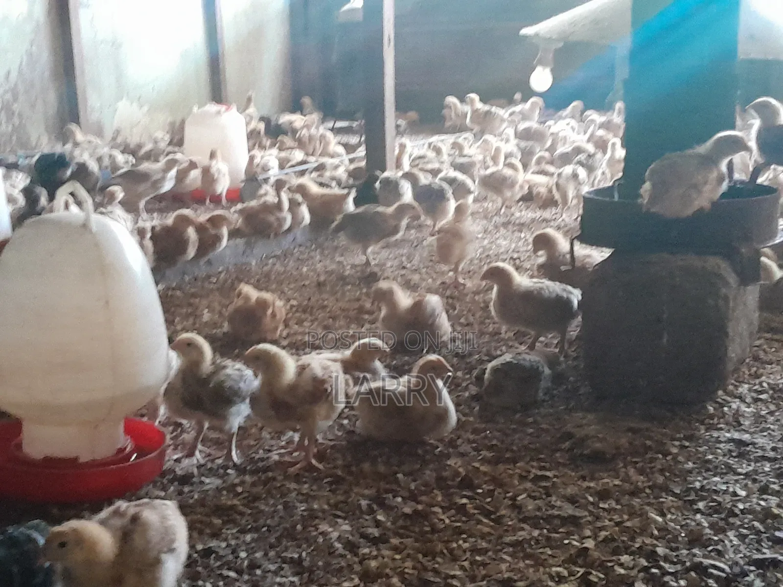 F1kenbro Chicken
