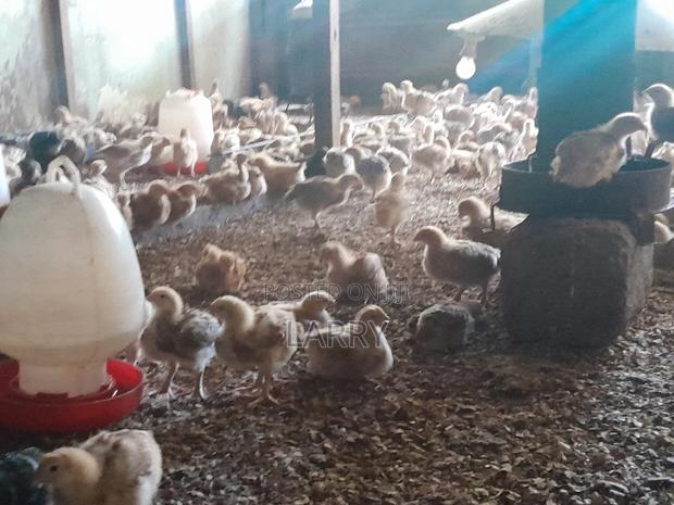 F1kenbro Chicken - thumbnail 7