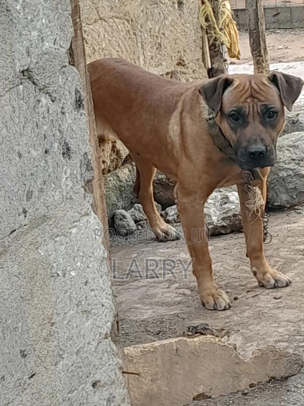 1+ year Female Purebred Boerboel - main view