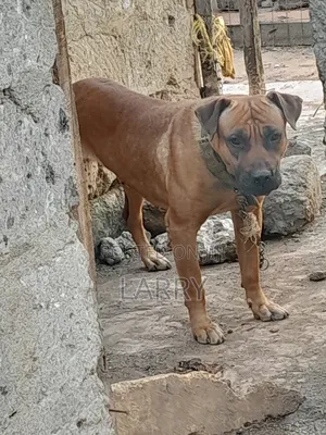 1+ year Female Purebred Boerboel