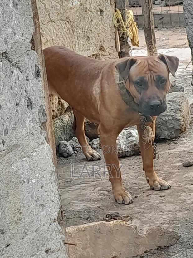 1+ year Female Purebred Boerboel - thumbnail 3