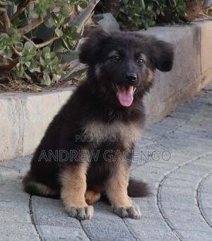 1-3 months Male Purebred German Shepherd - main view