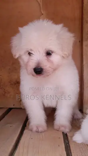 1-3 months Male Purebred Havanese