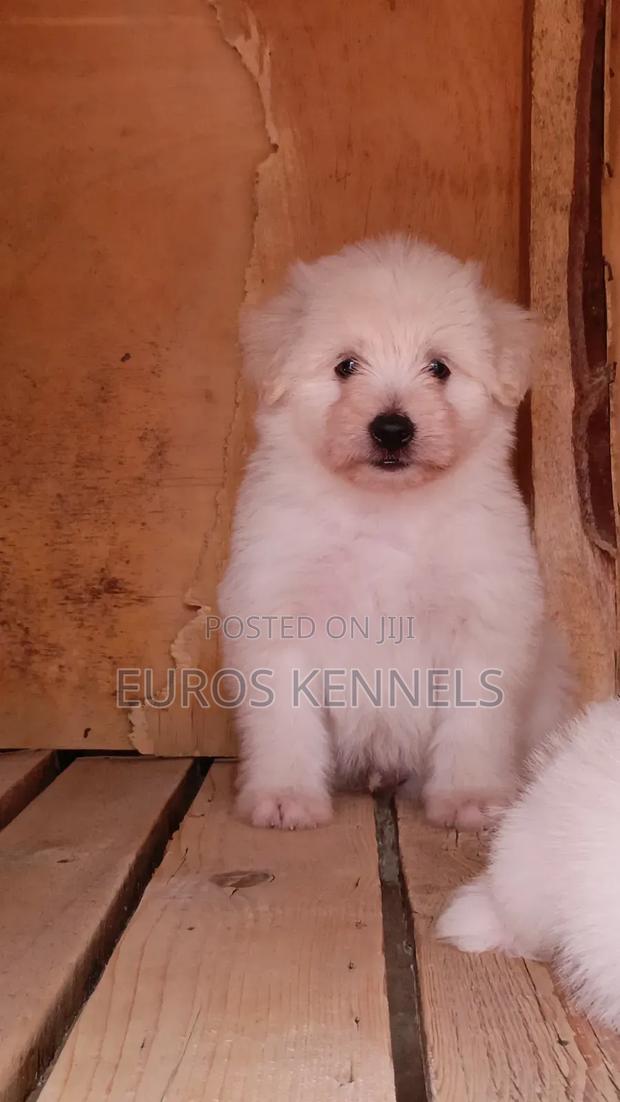 1-3 months Male Purebred Havanese - thumbnail 2