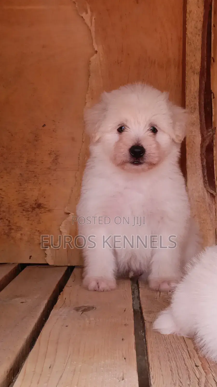 1-3 months Male Purebred Havanese