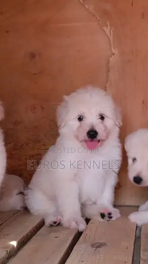 1-3 months Male Purebred Havanese