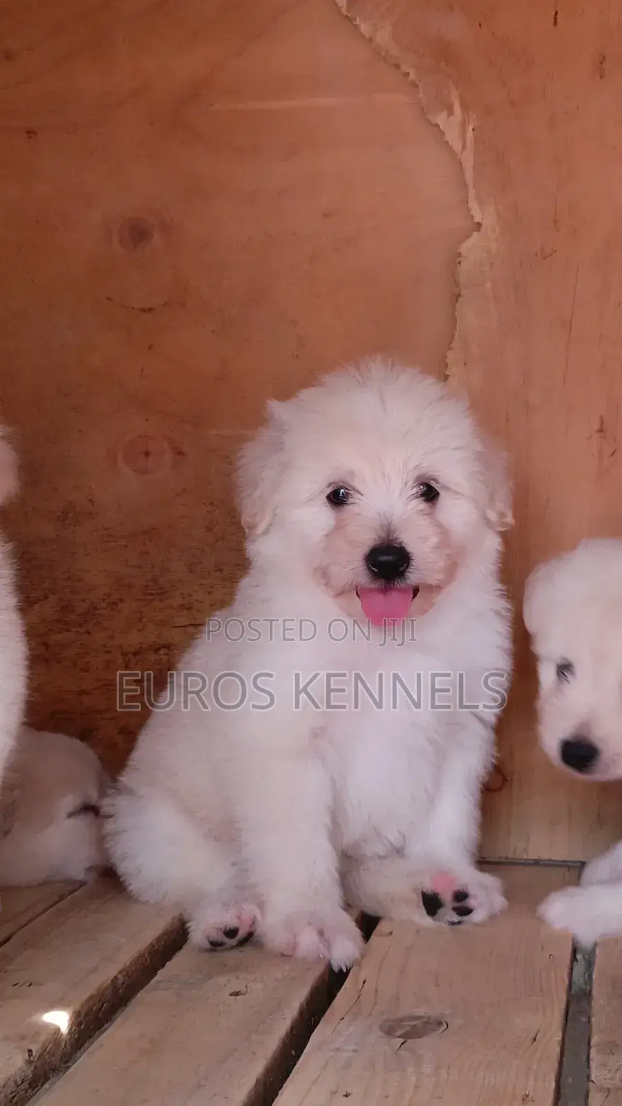 1-3 months Male Purebred Havanese