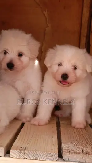 1-3 months Male Purebred Havanese