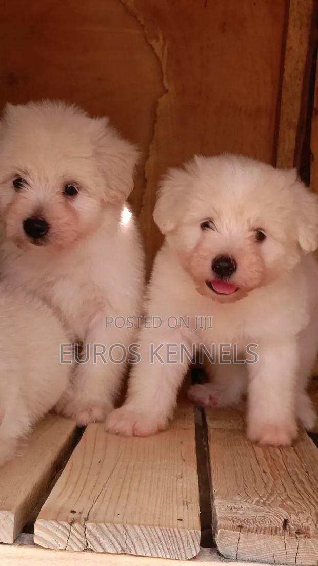 1-3 months Male Purebred Havanese - thumbnail 4