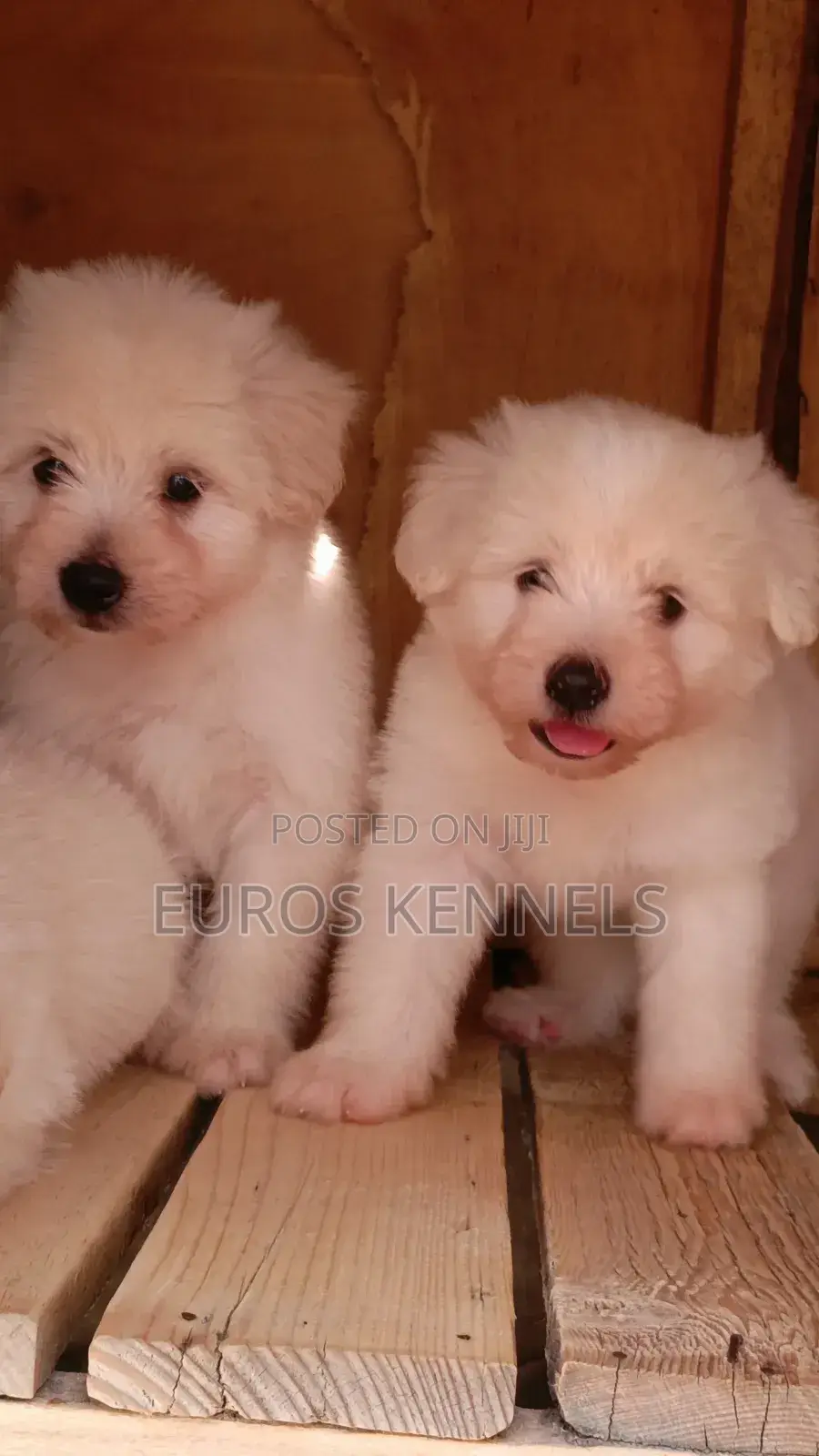 1-3 months Male Purebred Havanese