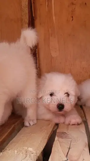 1-3 months Male Purebred Havanese