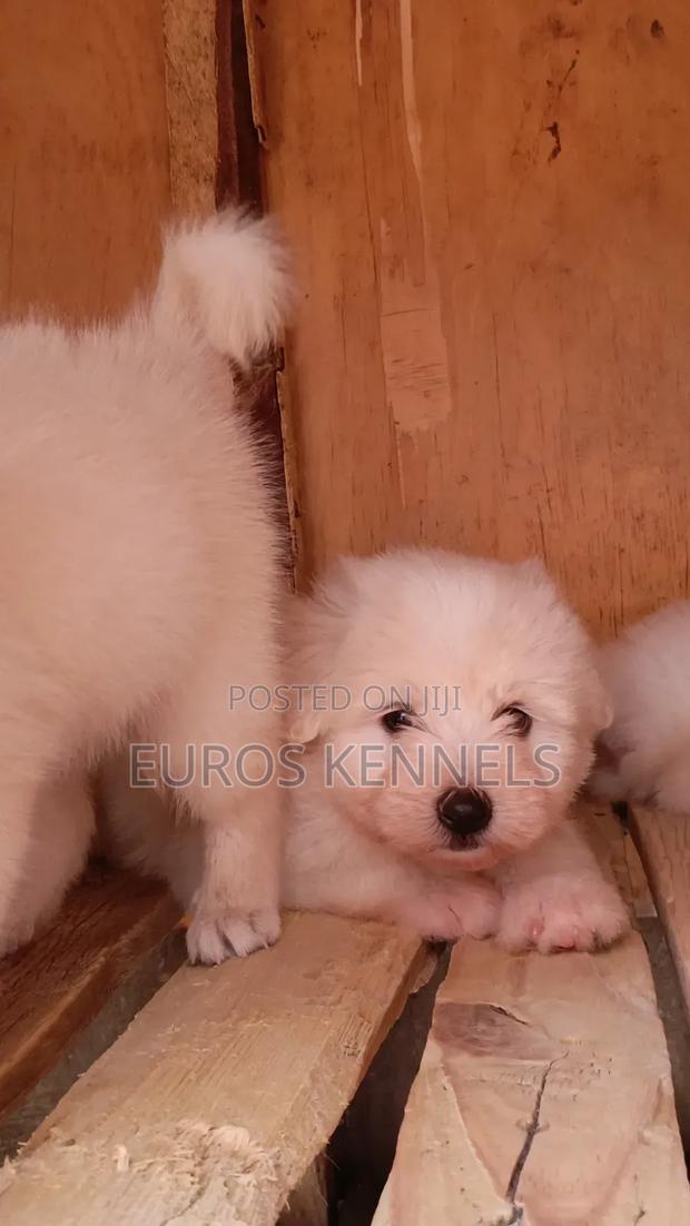 1-3 months Male Purebred Havanese - thumbnail 5