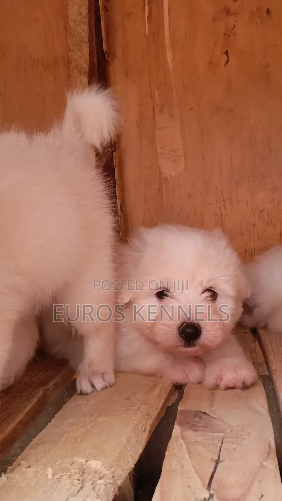 1-3 months Male Purebred Havanese