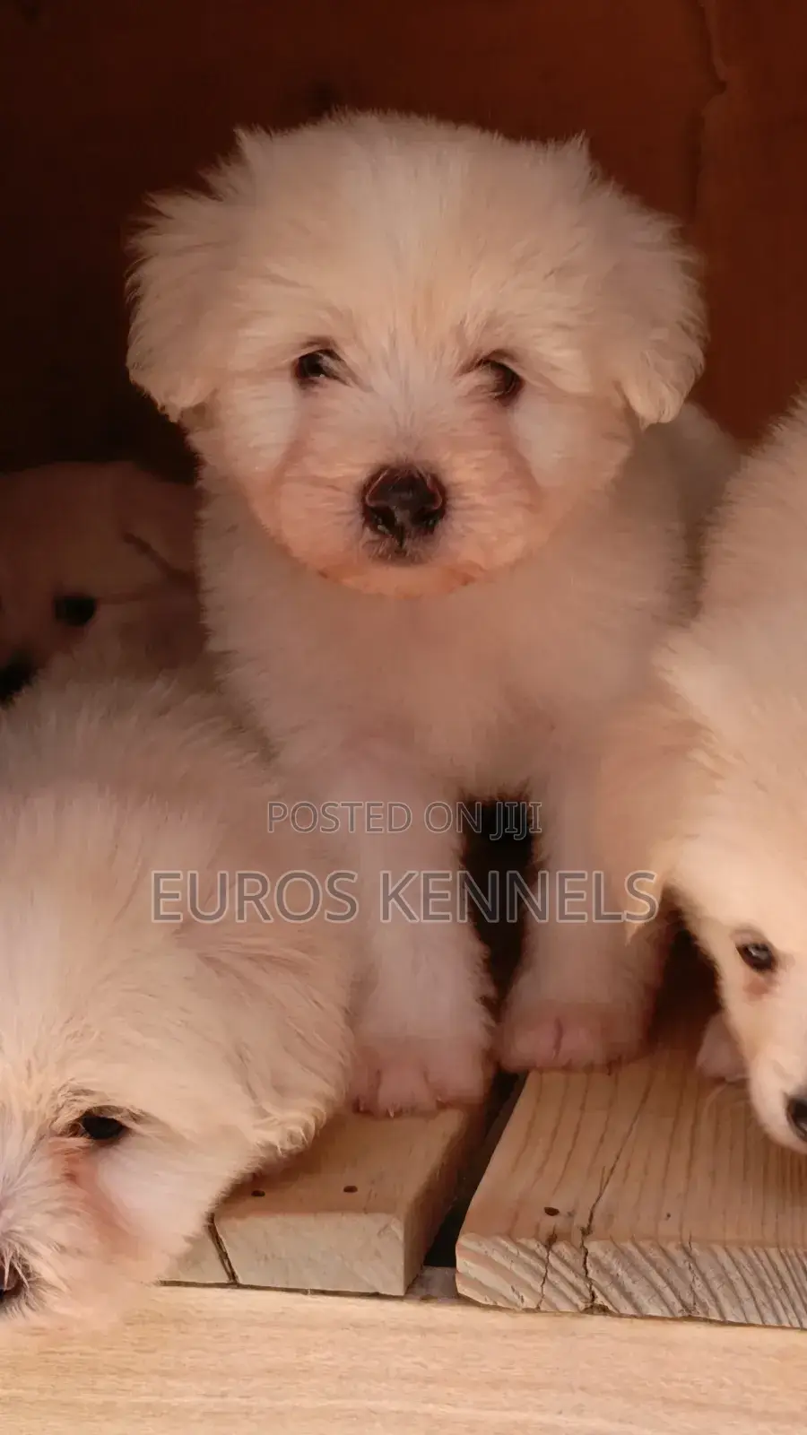 1-3 months Male Purebred Havanese