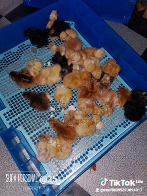 Sasso Fi Chicks Available - main view