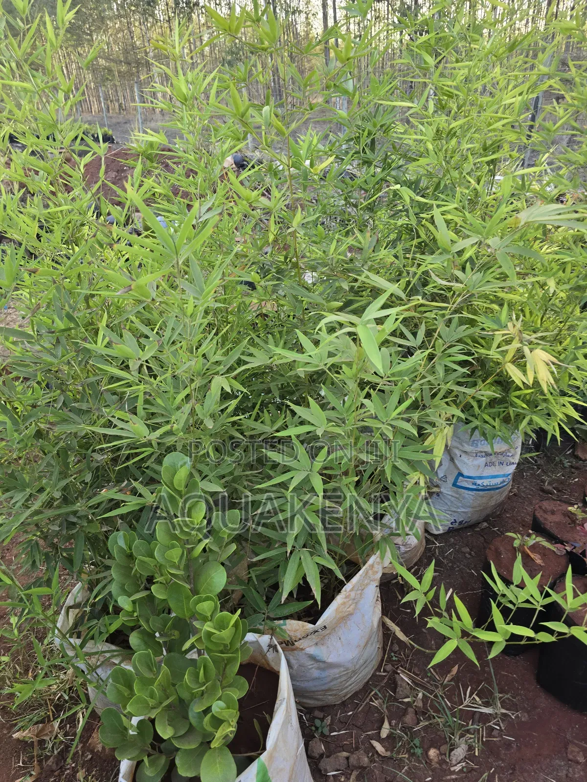 Bamboo Plants,6ft Bamboos