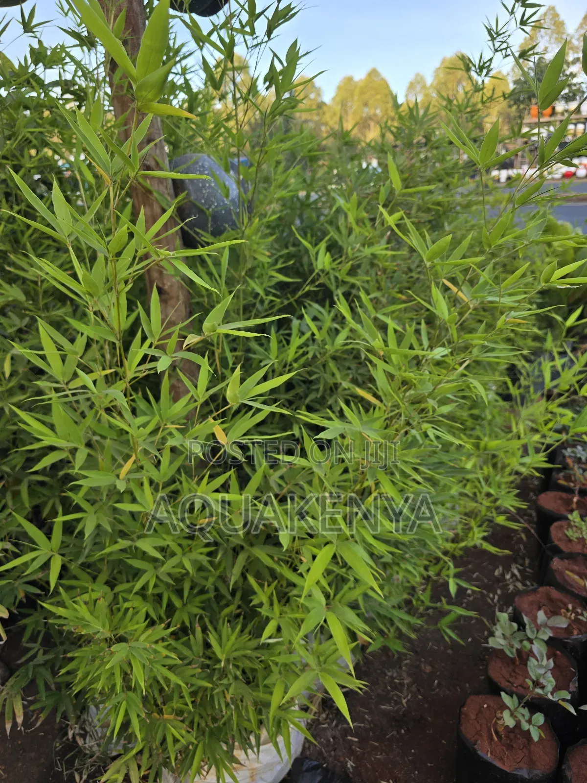 Fast Growing Bamboo Plants,Plants Bamboo