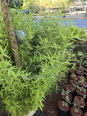 Long Lasting Bambooplants,Bamboo