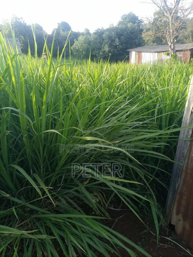 Plot for Sale - thumbnail 3