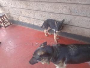 6-12 months Male Purebred German Shepherd - thumbnail 2