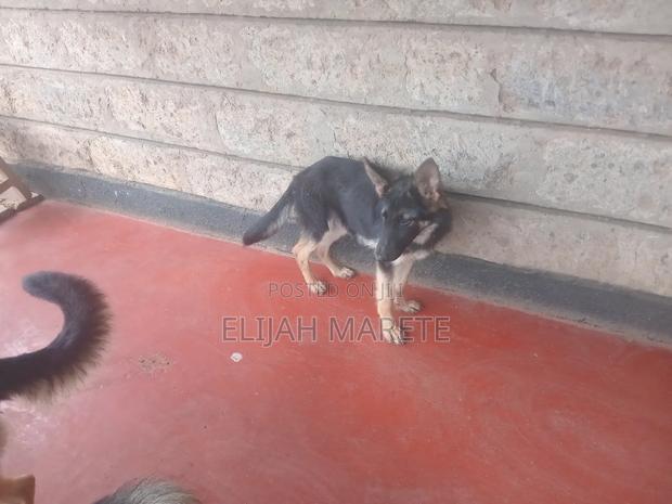 6-12 months Male Purebred German Shepherd - thumbnail 3