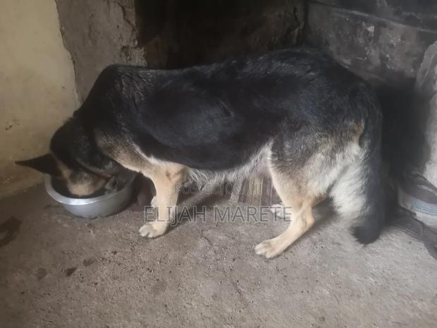 6-12 months Male Purebred German Shepherd - thumbnail 5