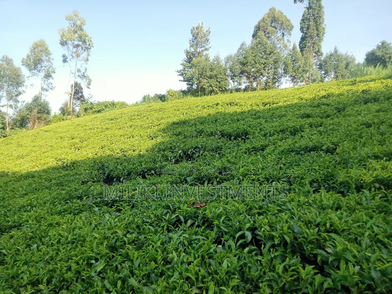 4.5 Acres Of Land On Sale At Karinga- Kangari