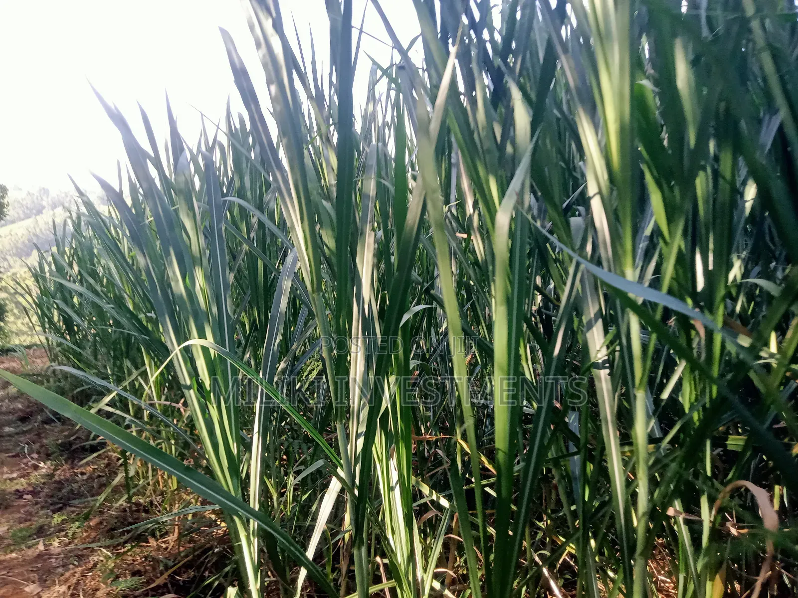 4.5 Acres Of Land On Sale At Karinga- Kangari