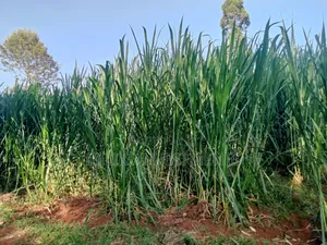 4.5 Acres Of Land On Sale At Karinga- Kangari