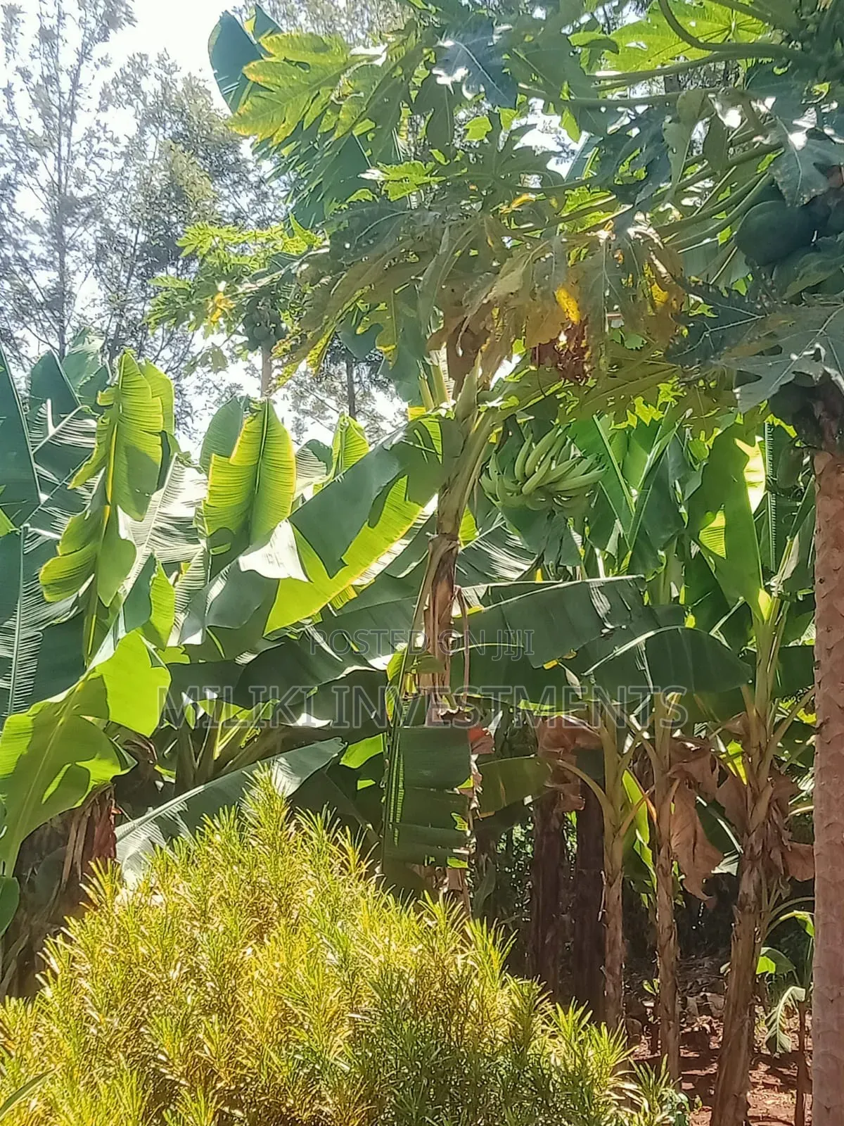 Acre of Land on Sale at Mukuyu