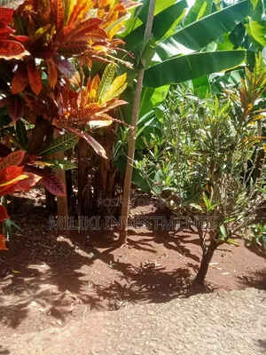 Acre of Land on Sale at Mukuyu