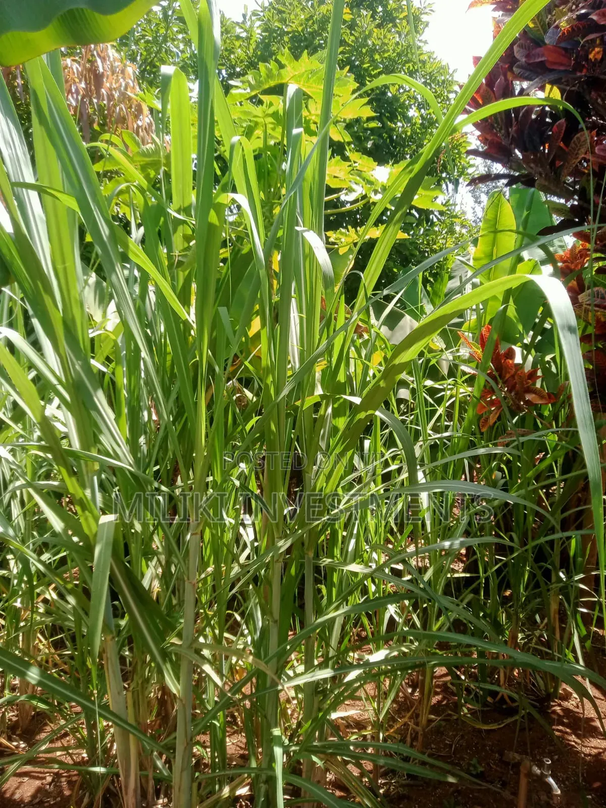 Acre of Land on Sale at Mukuyu