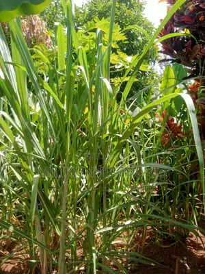 Acre of Land on Sale at Mukuyu