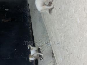 1-3 months Female Purebred Japanese Spitz