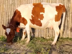 Dairy Cows - main view