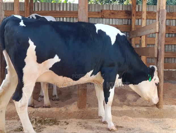 Fleckview Incalf Heifer Githunguri - main view