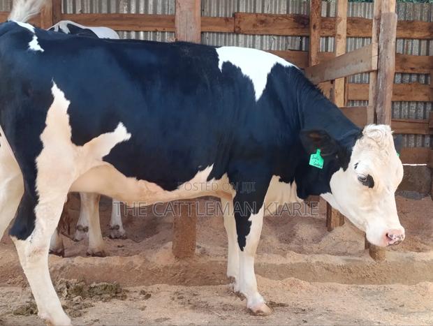 Fleckview Incalf Heifer Githunguri - thumbnail 3