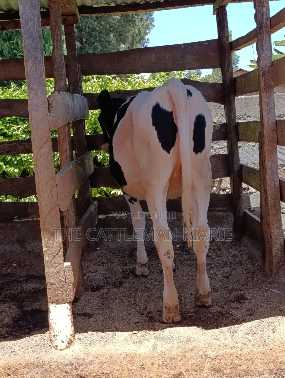 Friesian Bullying Heifer