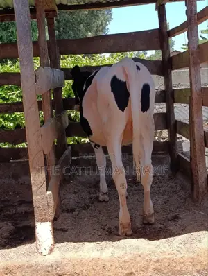 Friesian Bullying Heifer