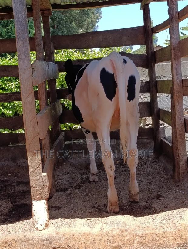 Friesian Bullying Heifer - main view