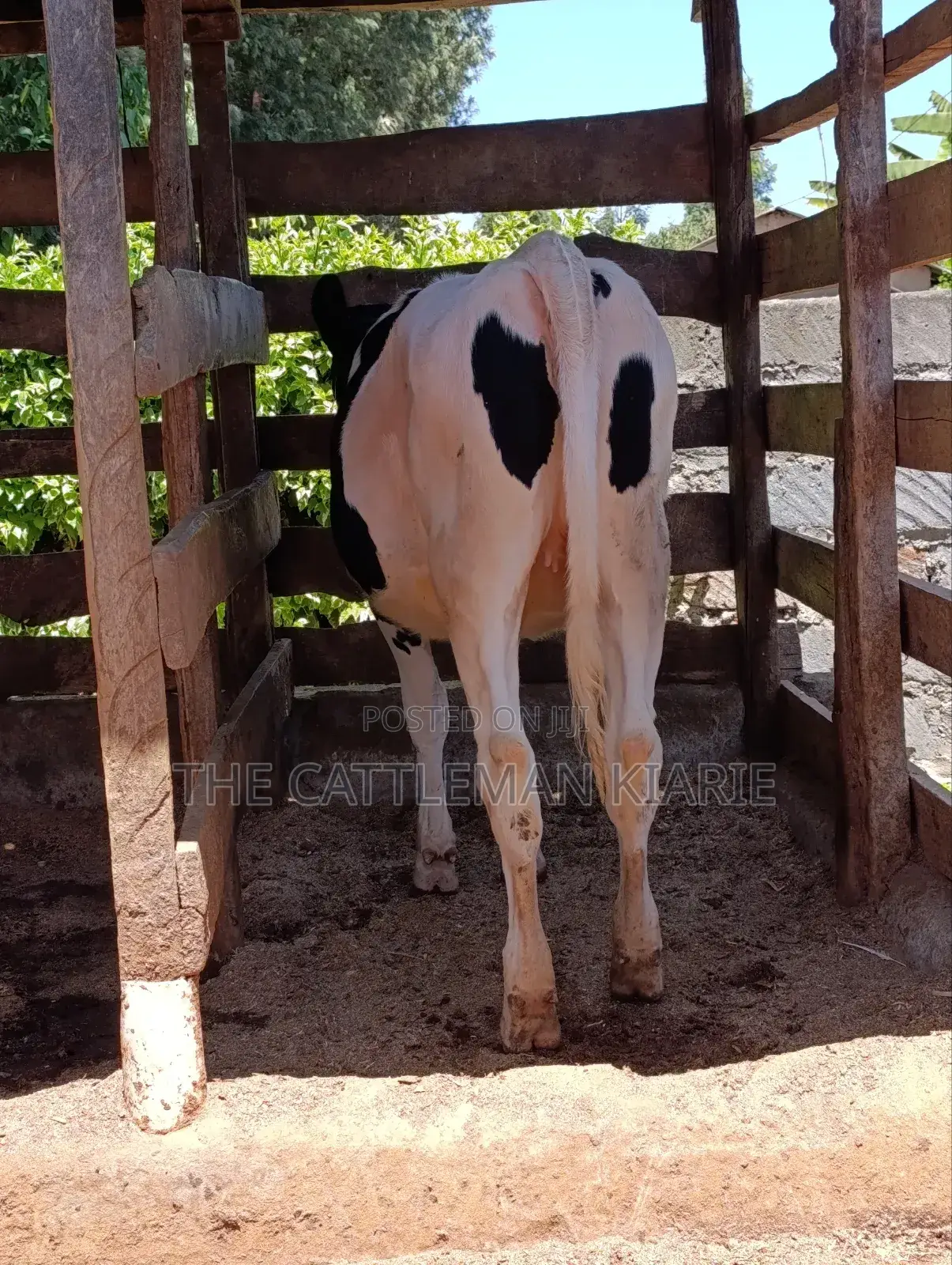 Friesian Bullying Heifer