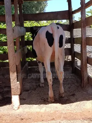 Friesian Bullying Heifer