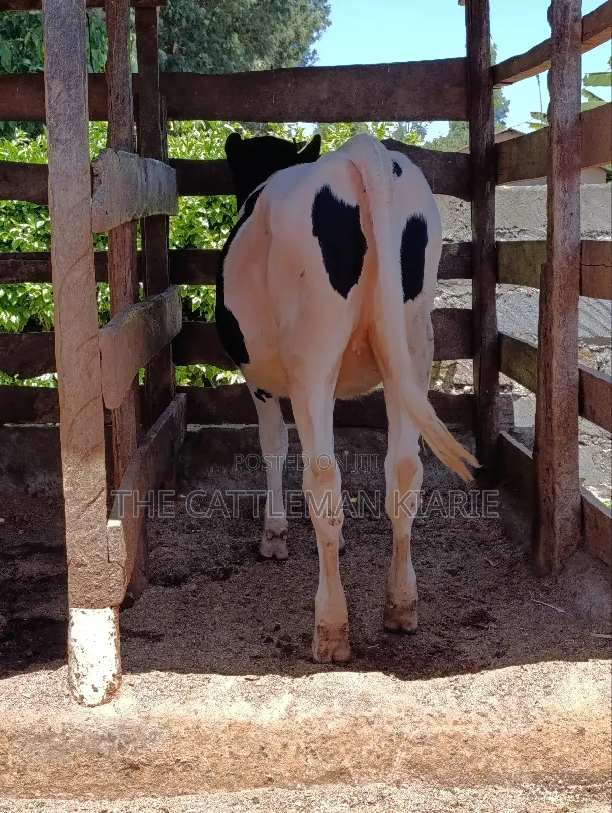 Friesian Bullying Heifer