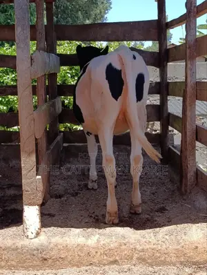 Friesian Bullying Heifer