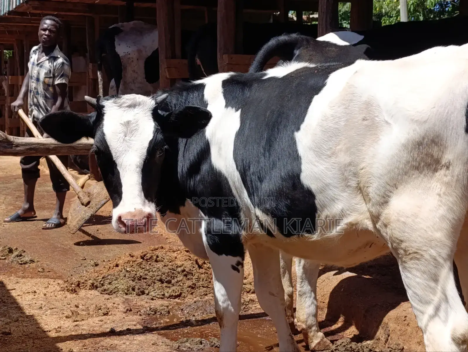 Friesian Bullying Heifer